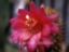 Akersia roseiflorus Hybride