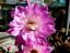 Akersia roseiflorus Hybride Mysterium