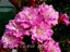 Akersia roseiflorus Hybride Mysterium