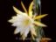 Epiphyllum anguliger, ´El Tecolote´