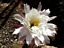 Echinopsis Hybride ´Apache´