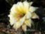 Echinopsis Hybride ´Felicitas´