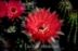Echinopsis Hybride ´Flamboyant´