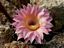 Echinopsis Hybride ´Inca´
