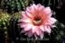 Echinopsis Hybride ´Rosys Choice´