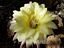 Echinopsis Hybride ´Zitronenfalter´