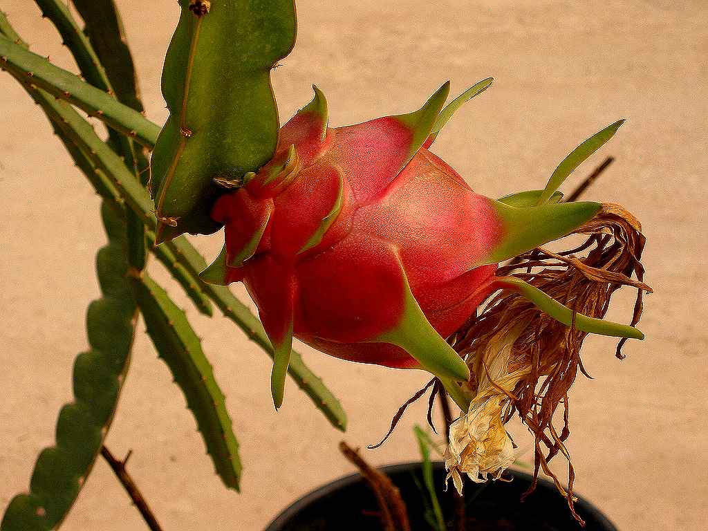 Hylocereus undatus Cactus Andaluz