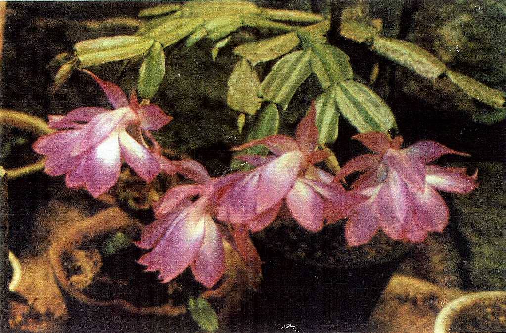 Schlumbergera orssichiana