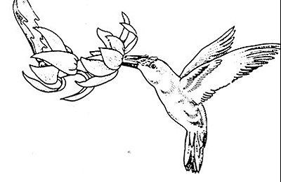 Schlumbergera Kolibri