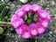 Echinopsis-Pseudolobivia callichroma ´Super´ Hybride