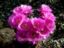 Echinopsis-Pseudolobivia callichroma