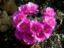 Echinopsis-Pseudolobivia callichroma