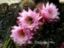 Aporocandicans-, Flagcand Multi Hybride ´Gräser Rosa syn. Petticoat´